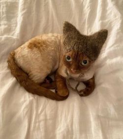 Новость